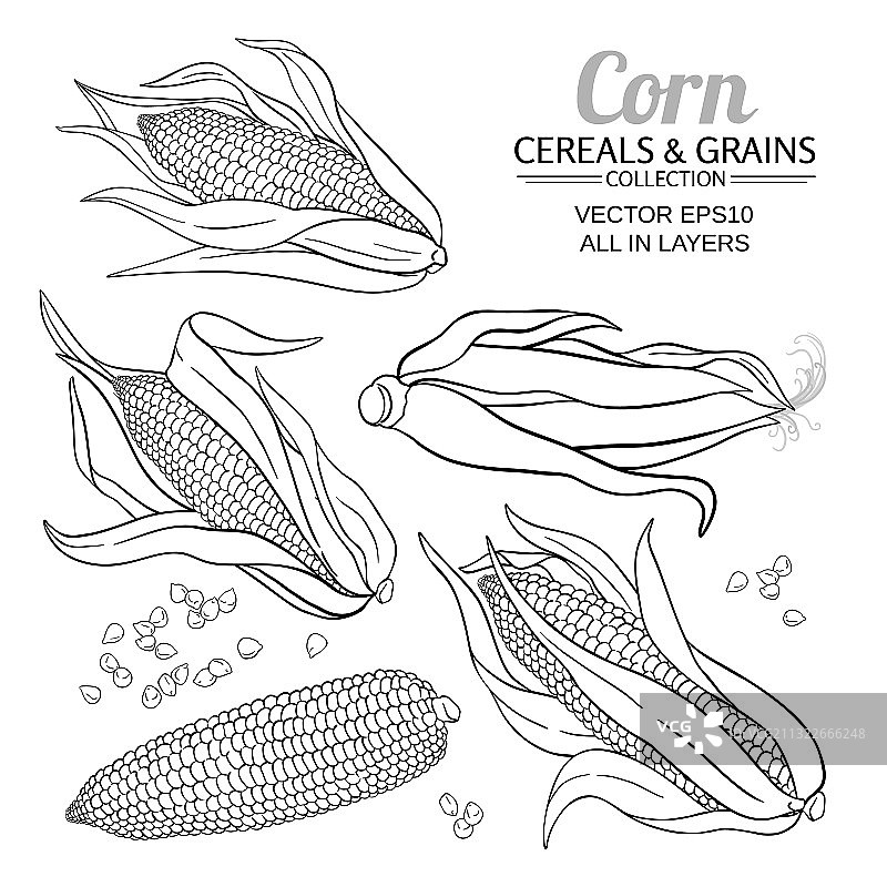 白色背景上的玉米粒图片素材