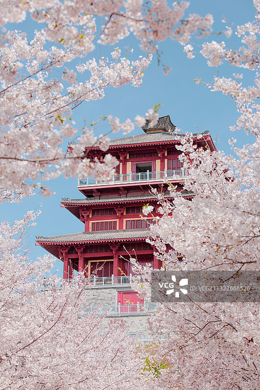 东亚亚洲中国河南省郑州市荥阳孤柏渡丰乐樱花园樱花古建图片素材