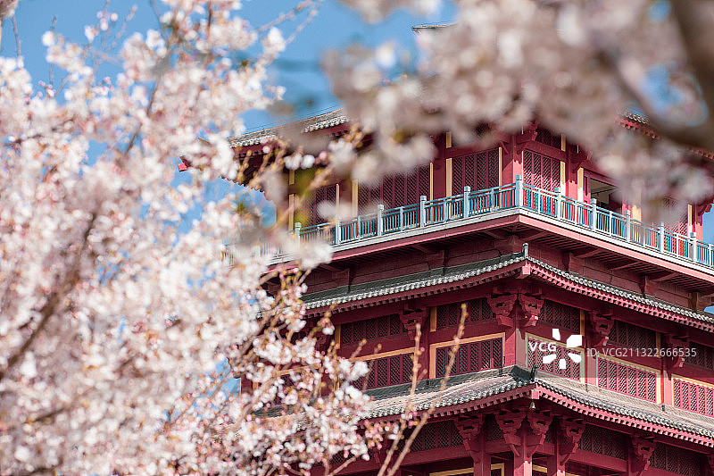 东亚亚洲中国河南省郑州市荥阳孤柏渡丰乐樱花园樱花古建图片素材