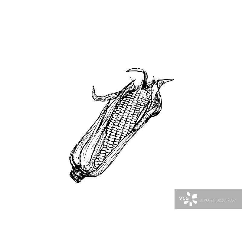 甜玉米棒木刻版画图片素材