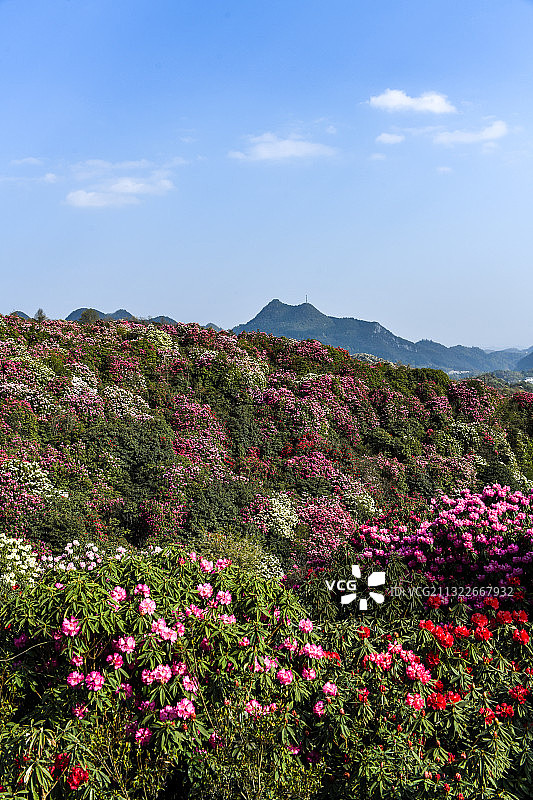 贵州百里杜鹃风景区图片素材