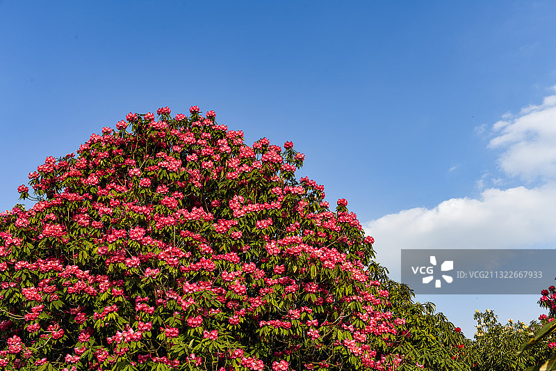 贵州百里杜鹃风景区图片素材