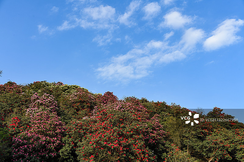贵州百里杜鹃风景区图片素材