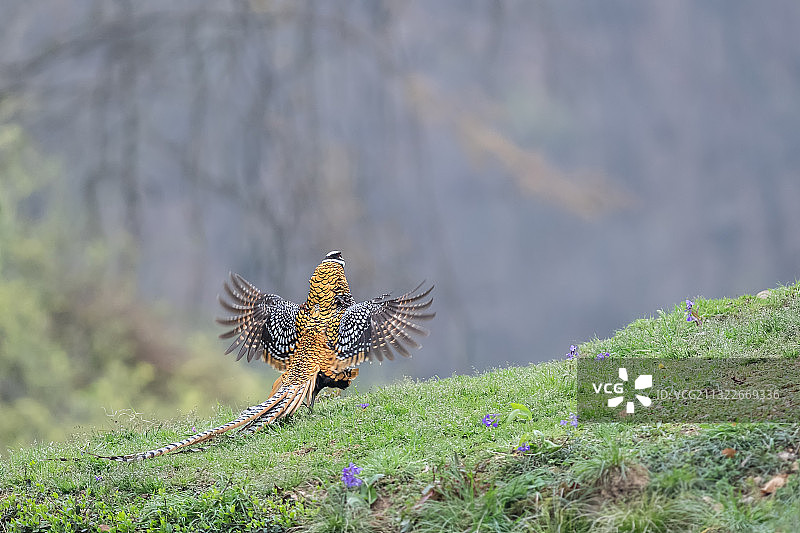 华丽“羽”裳图片素材
