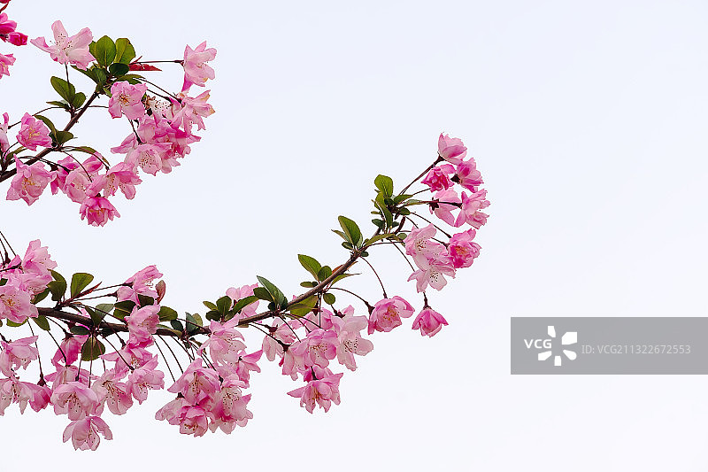 垂丝海棠也有素雅的一面（拍摄于扬州扬子江中路）图片素材