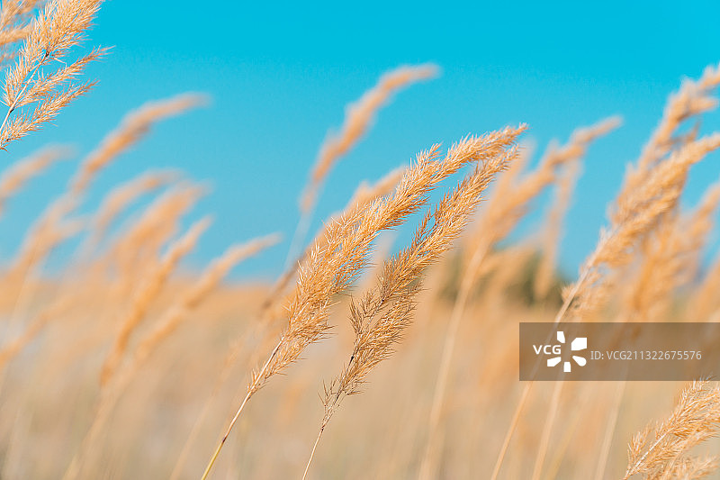 中国西部新疆伊犁秋天芦苇飘荡纯净风光图片素材