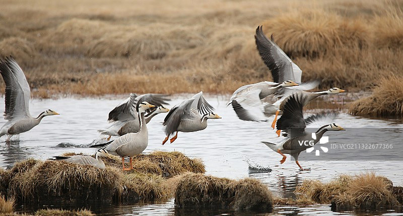 《斑头雁之舞》图片素材