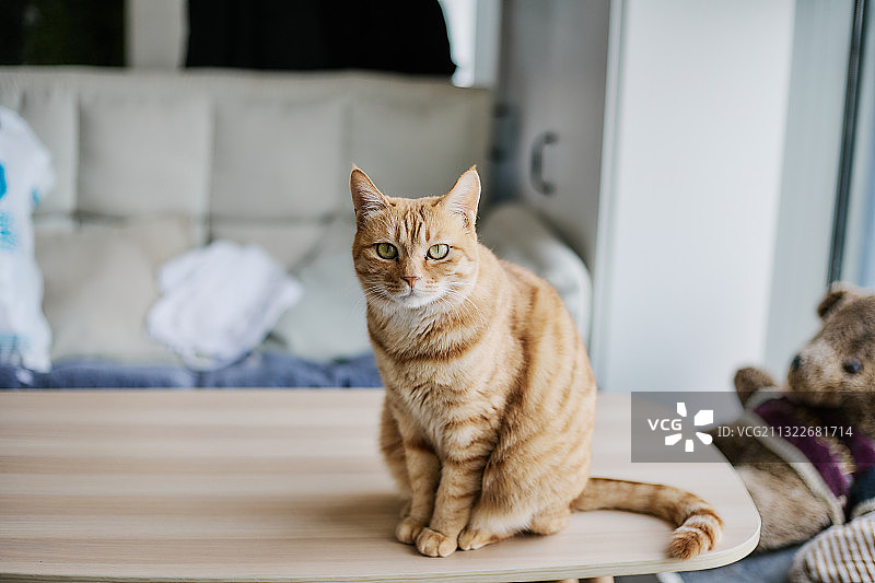 橘猫坐在桌子上图片素材