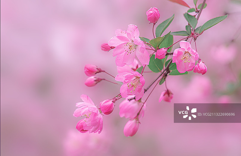 粉红海棠图片素材