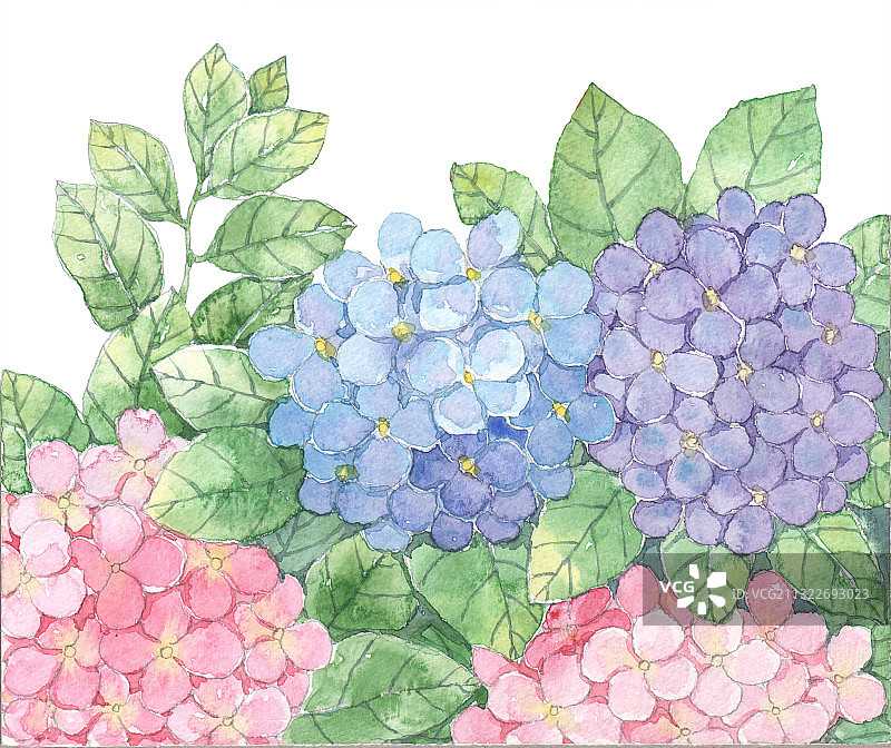 水彩插画-绣球花图片素材