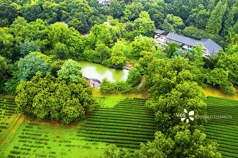 江苏省南京市雨花台烈士陵园茶园风光图片素材