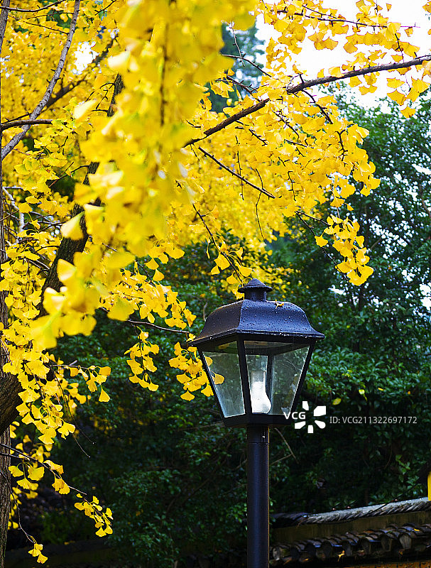 江苏省南京市雨花台风景区秋色图片素材