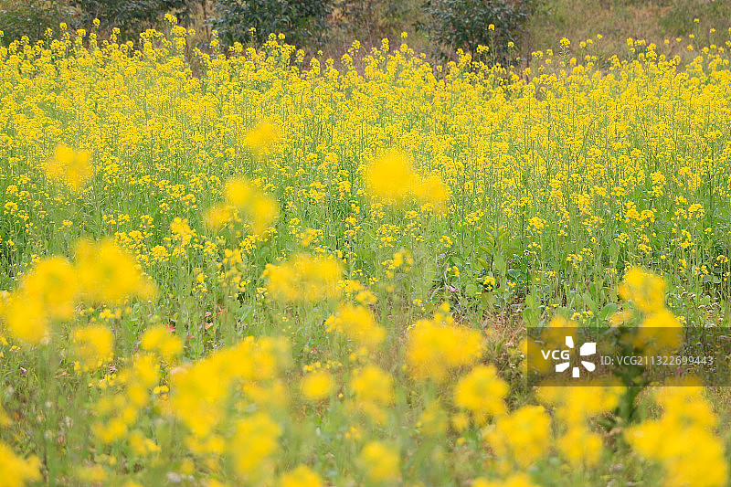 油菜花图片素材