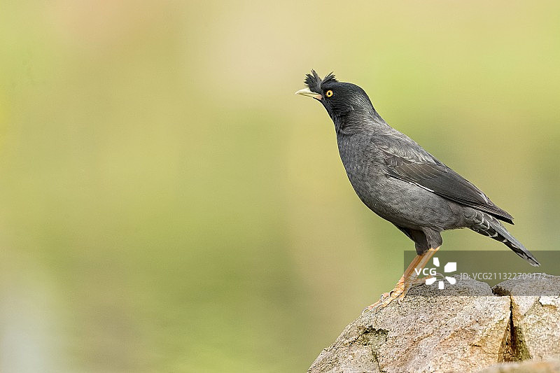 春天里的八哥图片素材