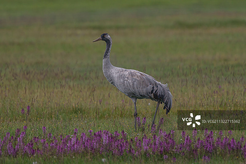 灰鹤 Grus grus图片素材
