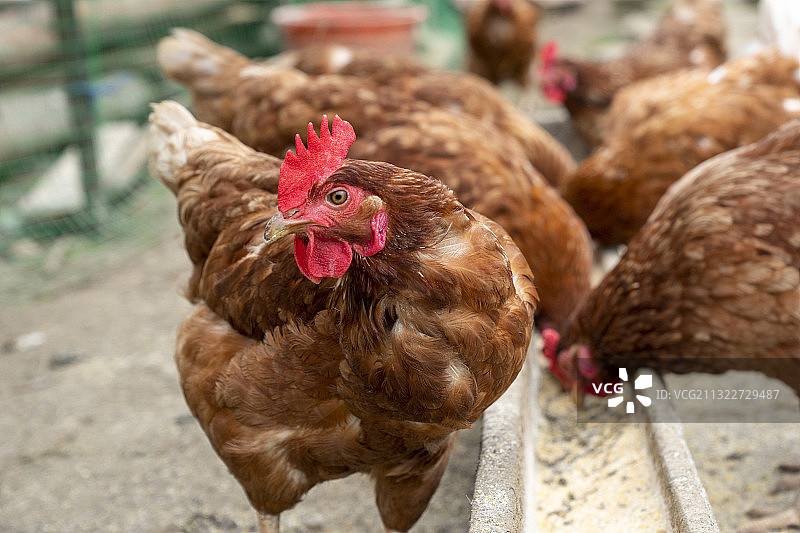 户外鸡、鸭、鹅家禽养殖场图片素材