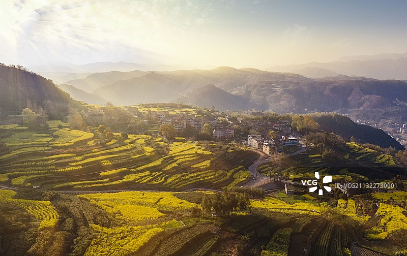 油菜花田图片素材