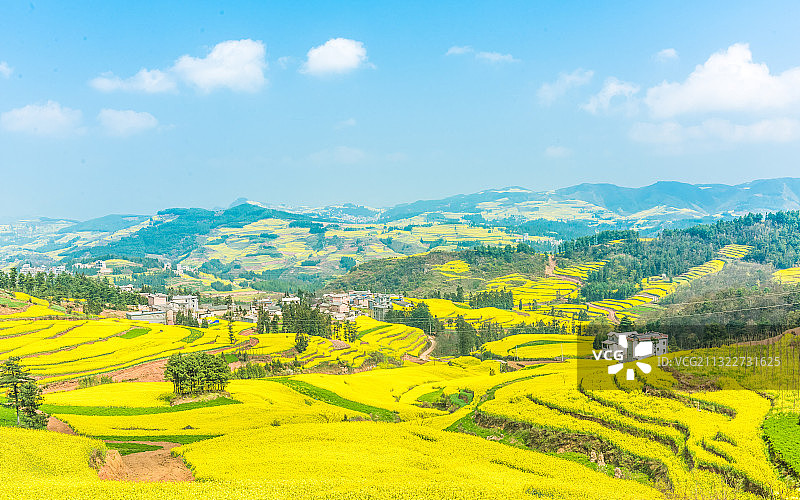 春天中国云南曲靖罗平盛开的油菜花图片素材