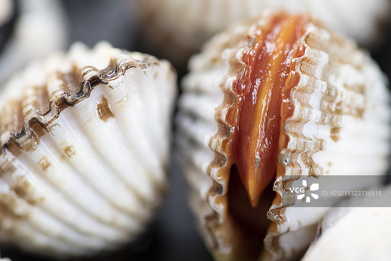 血蛤海鲜图片素材