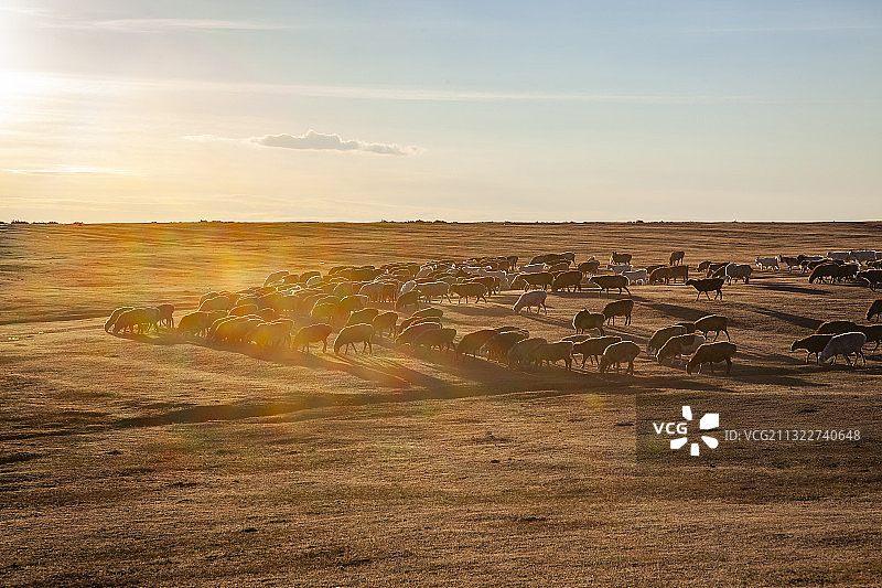 新疆北部早晨牧马图片素材