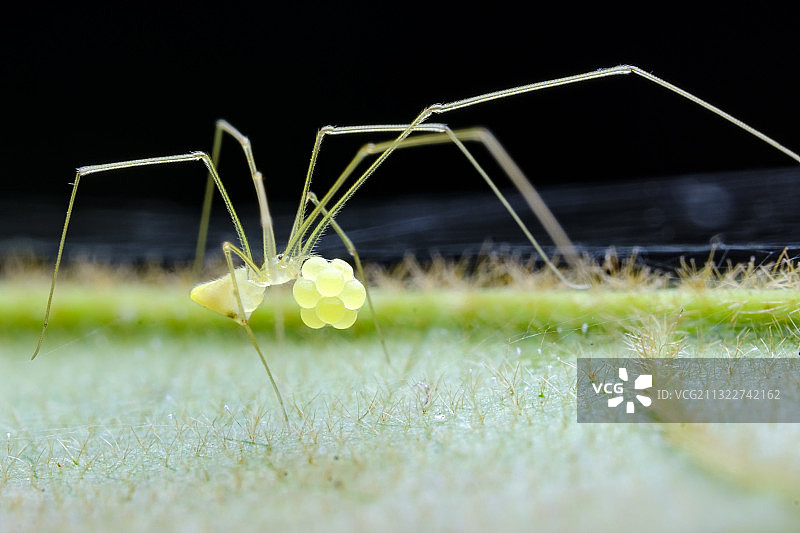 叼着卵巢的幽灵蛛妈妈图片素材