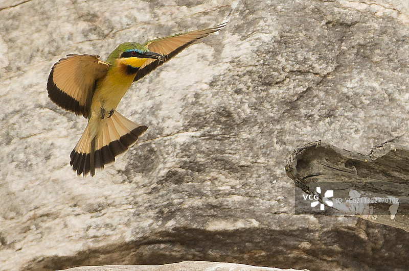 小蜂虎图片素材