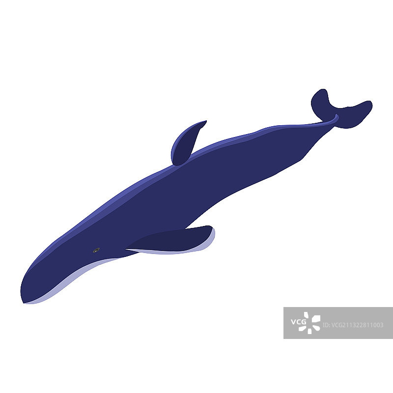 白色背景上的大型鲸鱼，最大的海洋哺乳动物图片素材