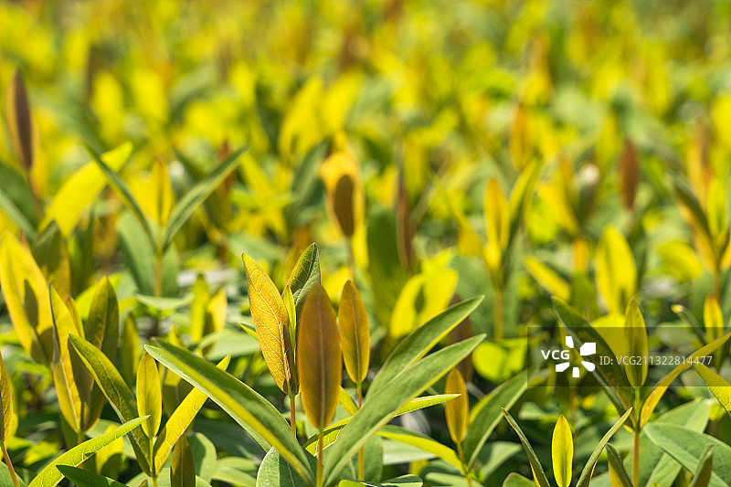 湖北省武汉市青山区建十路和平大道立交桥下戴家湖公园图片素材