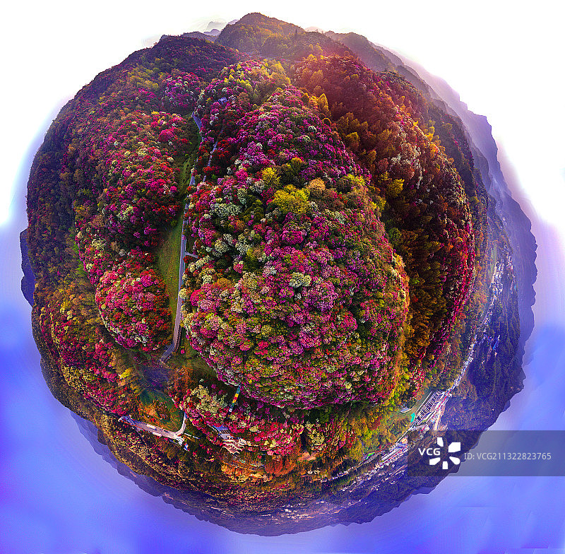 贵州百里杜鹃，地球上的绚丽的花腰带，人生至少必须要去一次的地图片素材