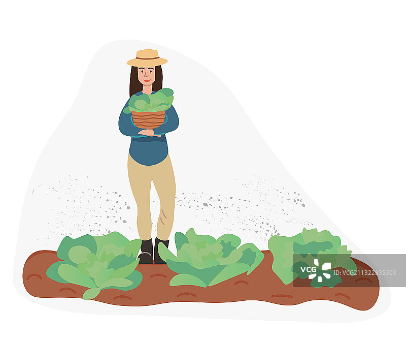 种植卷心菜的妇女图片素材