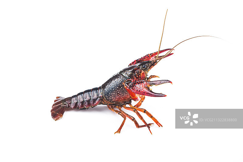 小龙虾图片素材