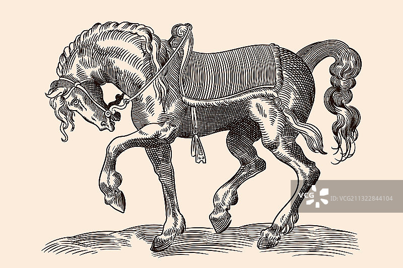 带马具的马图片素材