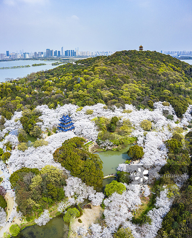 无锡鼋头渚樱花航拍图片素材