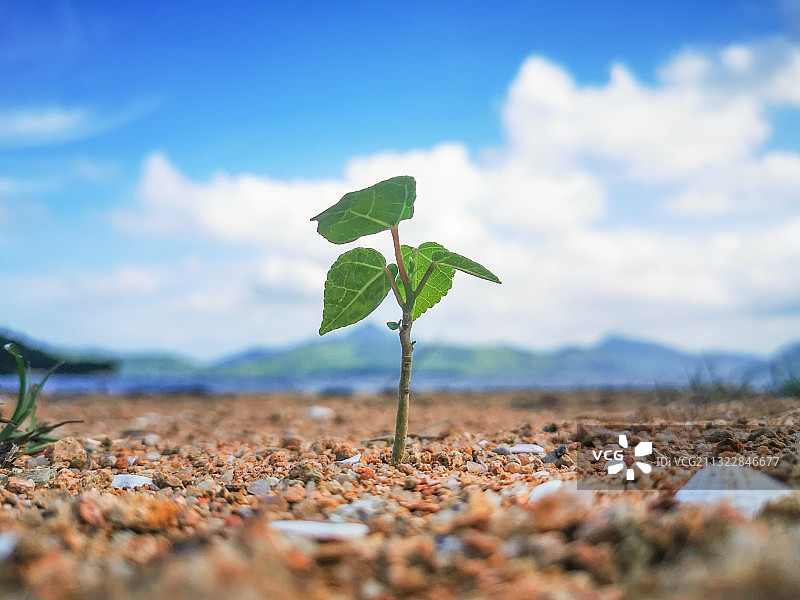 香港西贡海下小植物图片素材