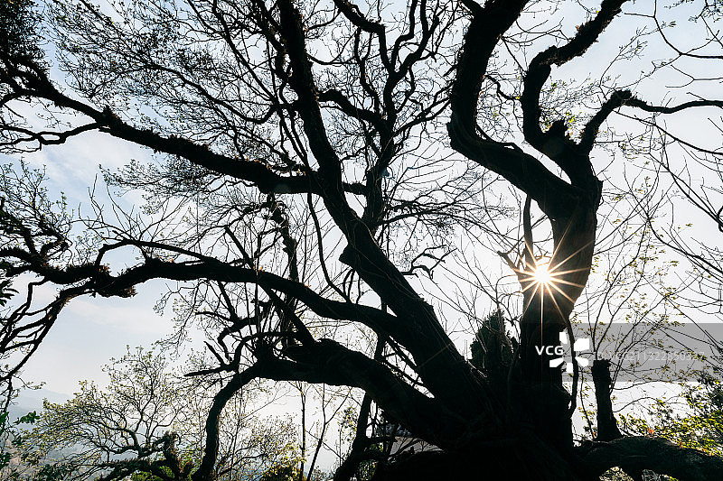 祖公树  古树 千年古树 云南大理巍山多雨村彝族自然村图片素材