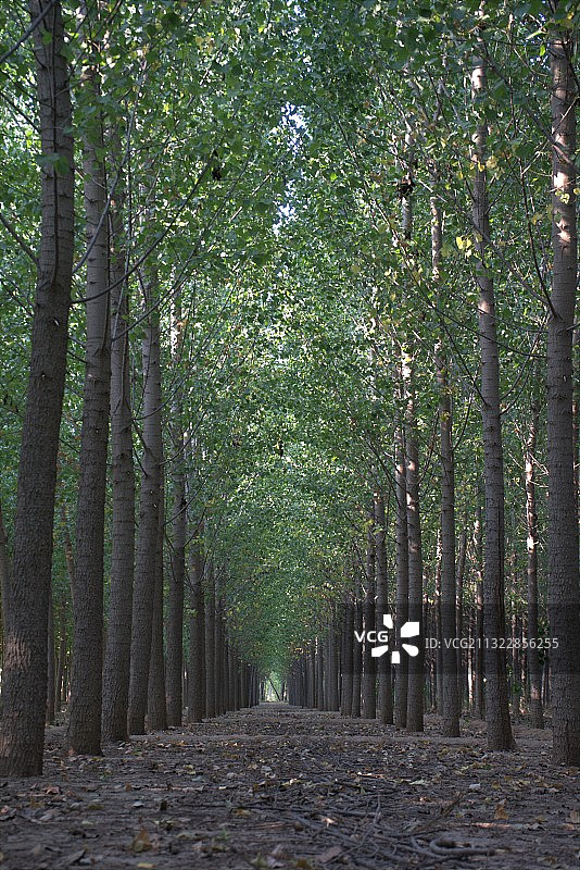 茂盛的树林图片素材