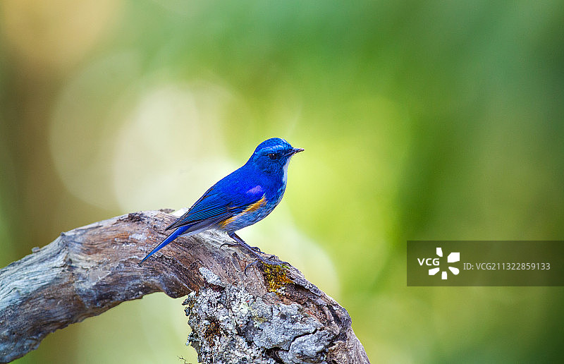 蓝眉林鸲 Himalayan Bliuetail图片素材