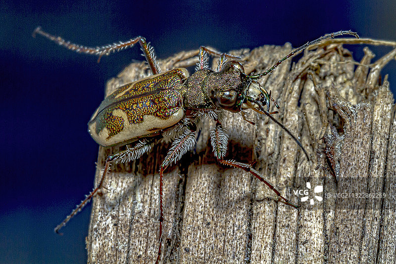 新西兰木头上的螃蟹特写图片素材