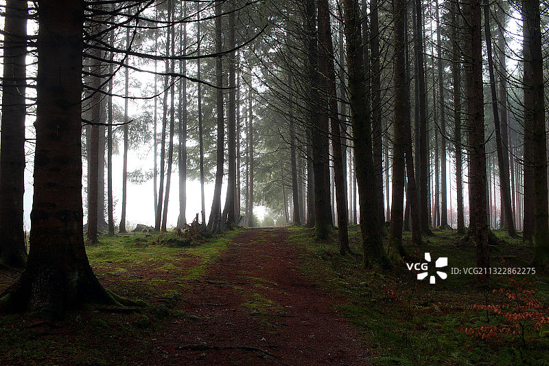 英国奥古斯都堡的森林树木图片素材