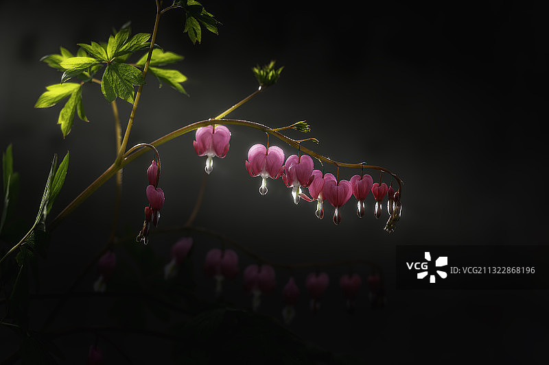 荷包牡丹图片素材