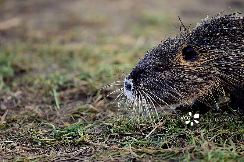 田野上的海狸鼠特写图片素材