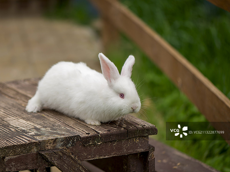 兔子在桌子上的特写图片素材