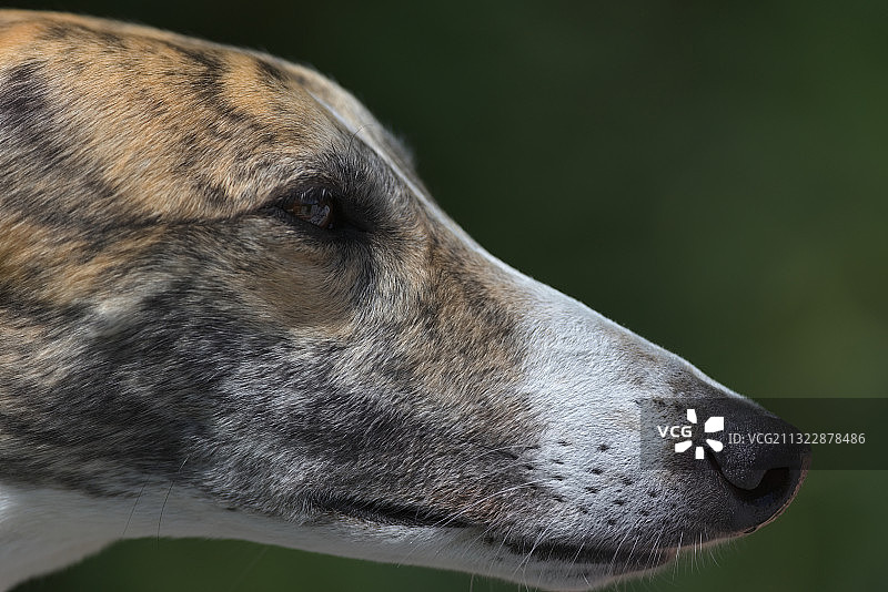 灵缇犬侧面特写，英国马尔文图片素材