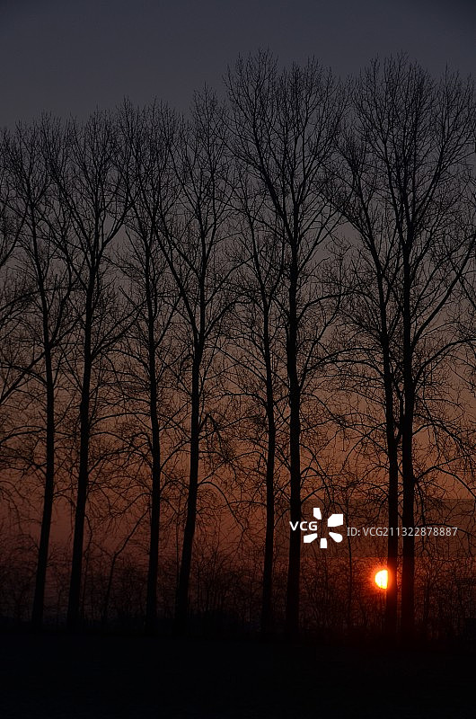 比利时韦尔维克日落时分天空背景下光秃秃的树的轮廓图片素材
