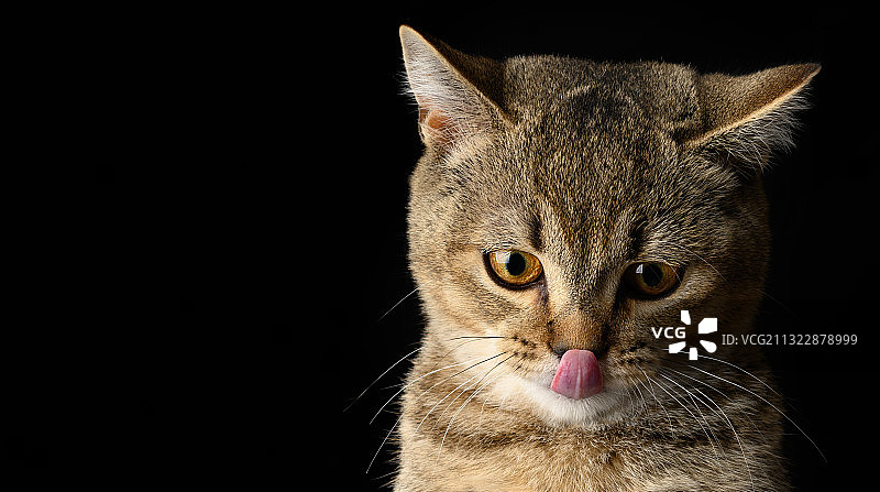 黑色背景下的猫特写肖像图片素材