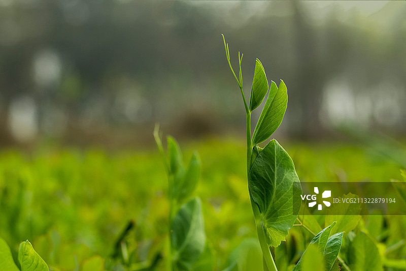 新鲜绿色植物的特写镜头图片素材
