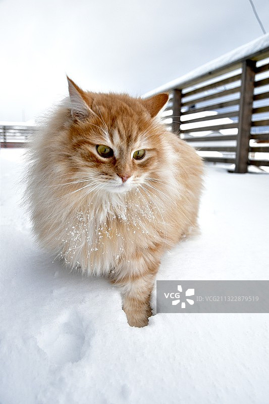 雪地里的猫的肖像图片素材