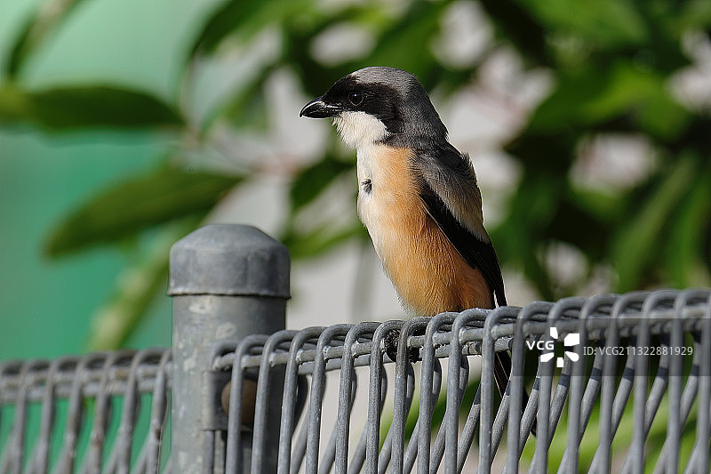 鸟类栖息于金属特写图片素材