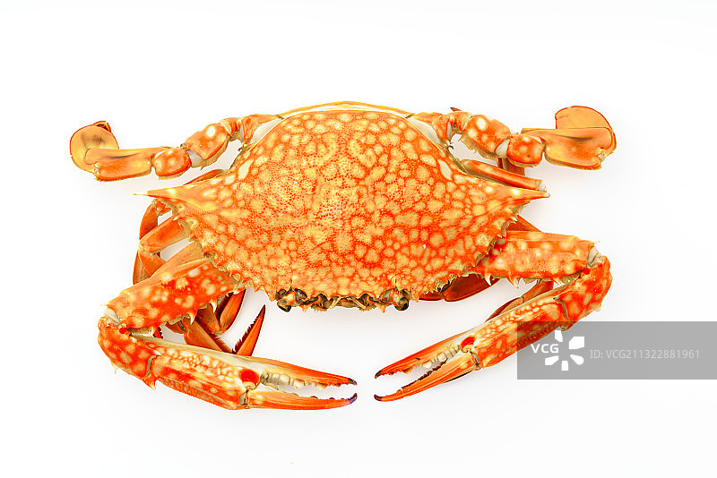 白色背景上的对虾特写图片素材