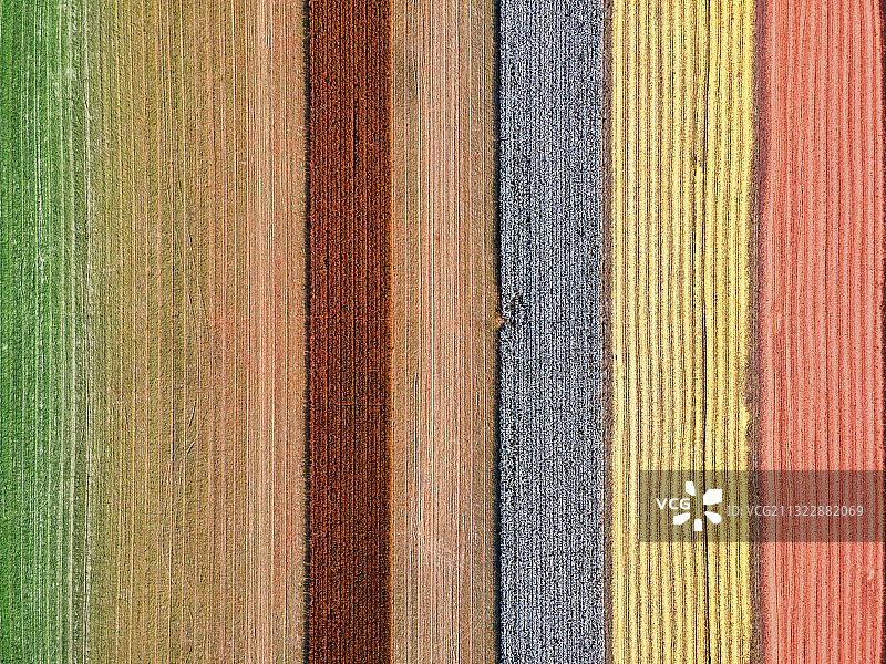 新疆棉花石河子五彩棉花农业农作物图片素材